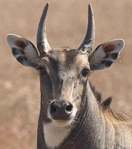 Nilgai - Blue Bull of India | Animal Pictures and Facts | FactZoo.com