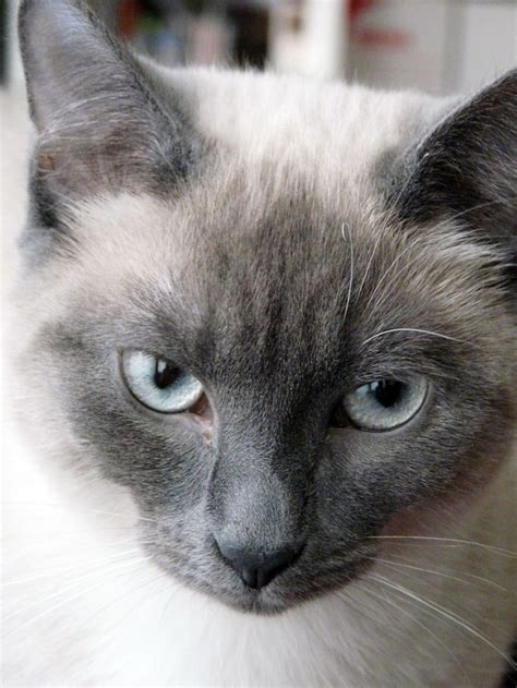 Siamese Cats Blue Point | Siamese cats blue point, Siamese cats, Cats