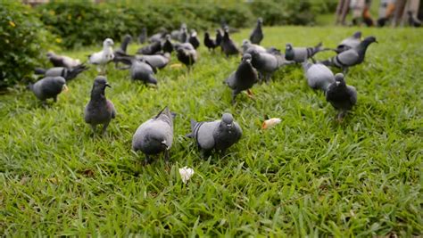 Feed Pigeon Stock Footage Video (100% Royalty-free) 4693901 | Shutterstock