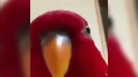 Red Bird Laughing Then Staring | Know Your Meme