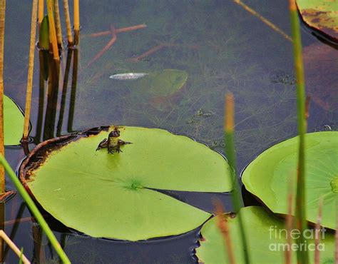 A Baby Bullfrog Photograph by Chuck Hicks - Fine Art America