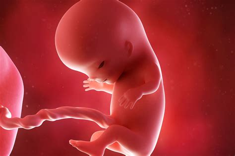 3 mois de grossesse pour bébé : l'embryon devient foetus - Doctissimo