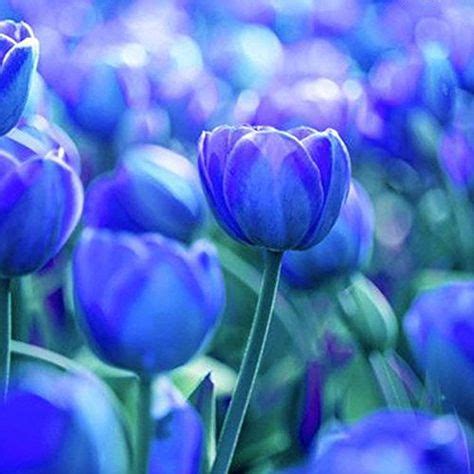 Pin by Asiah on Beautiful Blue Flowers | Tulip bulbs