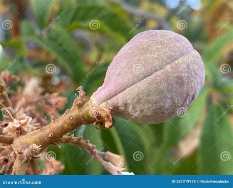 California buckeye nut stock image. Image of august - 257219975