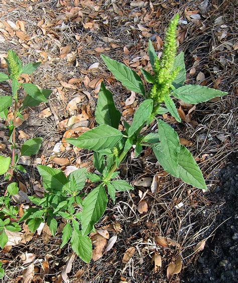 Amaranth Greens - Cooking Amaranth Leaves | Hank Shaw