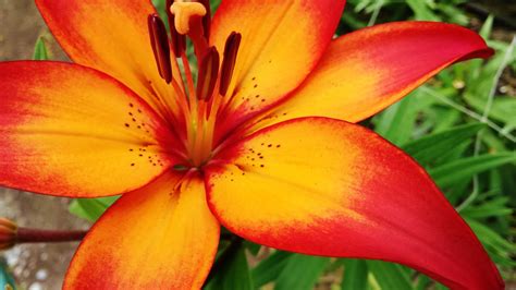 Election Recovery and Royal Sunset Lilies - Cultivation Of Crops