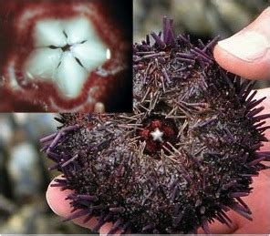 Sea Urchin Teeth - California Academy of Sciences