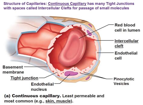 Capillaries - Blood & the Cardiovascular System