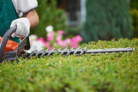 Hedge Cutting — Richard Elphee Garden Services