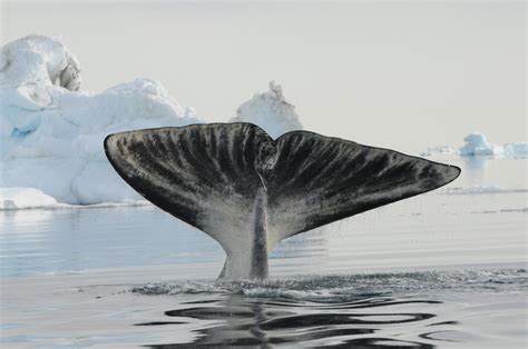 Protecting Life in the Arctic | Bowhead whale, Whale, Great whale