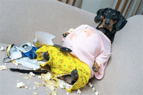 Overweight Dog: Causes of Obesity in Dogs, Treatment and Prevention - DogRook