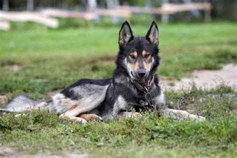 Your ultimate guide to the German Shepherd Wolf mix - K9 Web