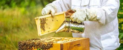 Harvesting and Bottling Honey | The Ultimate Guide