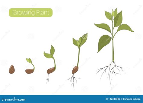 Plant Growth Phases Stages Flat Vector Illustration. Evolution Germination Progress Concept ...