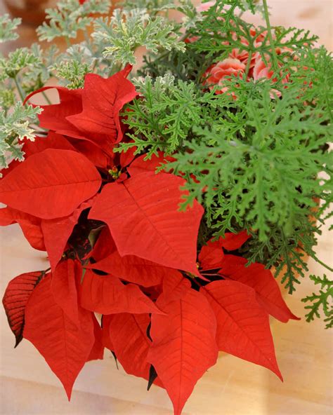 Poinsettia Centerpiece & Video | Martha Stewart