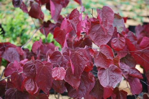 Cercis Canadensis Forest Pansy | Emerald Plants