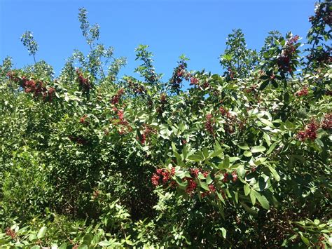 Brazilian pepper tree (SPC Florida Plants ) · iNaturalist