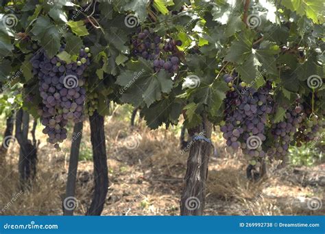 San Juan Argentina Vineyards with Bunches of Grapes Ready for Harvest for the Wine Industry May ...