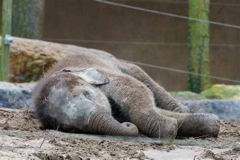 Photo of Baby Elephant Sleeping on the Ground · Free Stock Photo