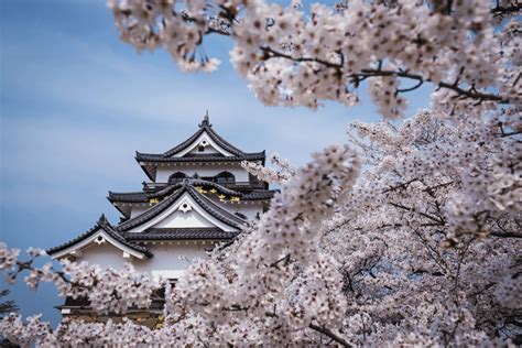 Cherry Blossom Season: Our Guide to Spring Travel in Japan