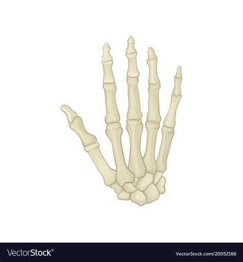 Skeleton of human hand carpal bones metacarpals Vector Image