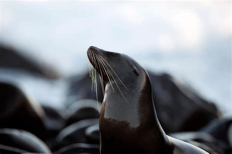 Galápagos Islands Luxury Cruises | Silversea