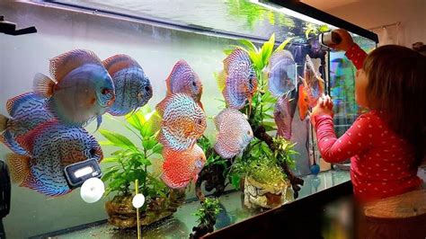 Adding New Discus Fishes to my Beautiful Discus Aquarium Plants ...