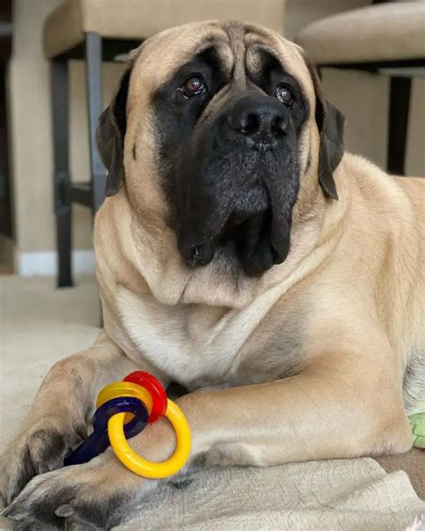 How Big Does an English Mastiff Get? The Complete Growth Timeline ...