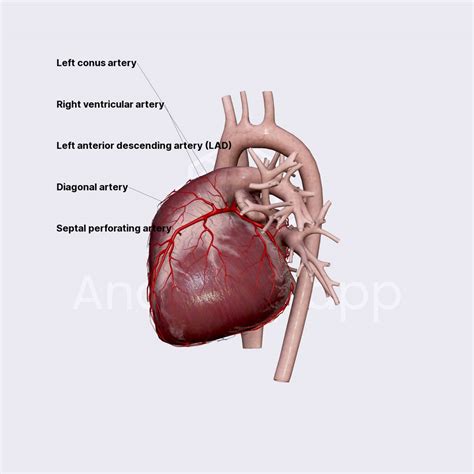 Left anterior descending artery (LAD) | External anatomy of the heart | Thorax | Anatomy.app ...