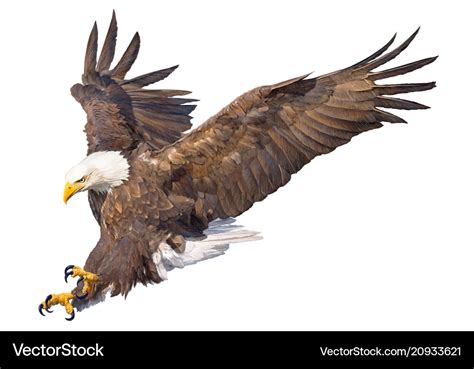 Bald eagle swoop attack hand draw and paint Vector Image