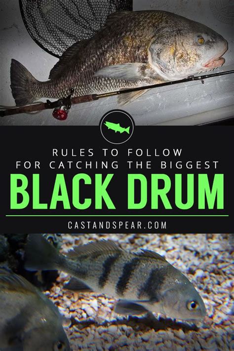 Black drum fishing tips! If you're looking to catch these unique-looking fish, then you're in ...