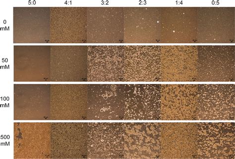 Optical microscopy images of oil-in-water emulsions (10% Miglyol oil,... | Download Scientific ...