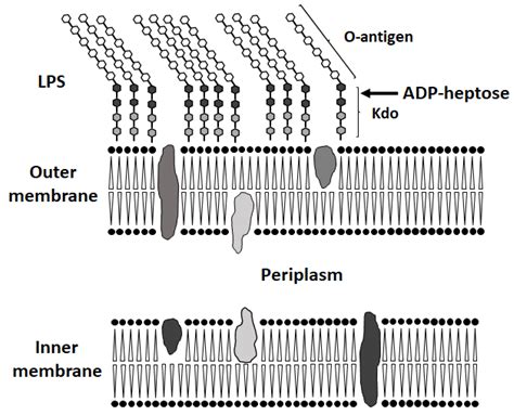 Cells | Free Full-Text | The Inactivation of LPS Biosynthesis Genes in E. coli Cells Leads to ...