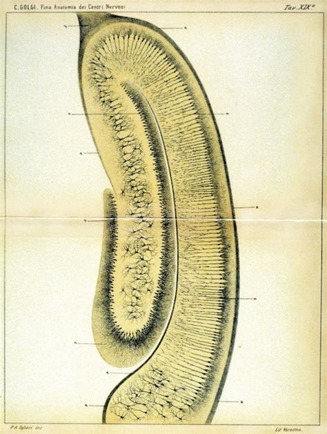 Early Illustrations of the Nervous System by Camillo Golgi and Santiago Ramón y Cajal – The ...