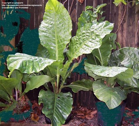 PlantFiles Pictures: Anthurium Species, Birdnest, Birds Nest Anthurium (Anthurium imperiale) by ...