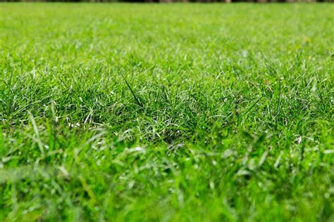 Green lawn stock image. Image of agriculture, grow, earth - 38390161