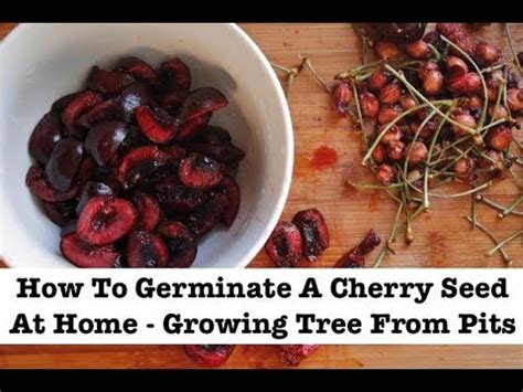 How To Germinate A Cherry Seed At Home - Growing Tree From Pits - YouTube