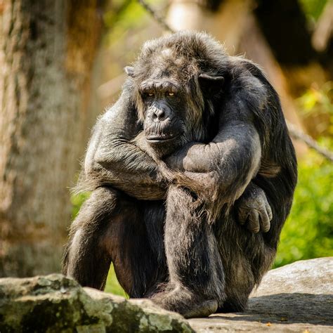 Chimpanzee Sitting on Gray Stone in Closeup Photography during Daytime · Free Stock Photo