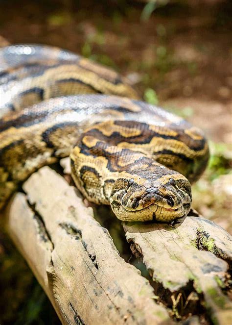 31 African Rock Python Facts (Both Species) Africa's Largest Snake | Storyteller Travel