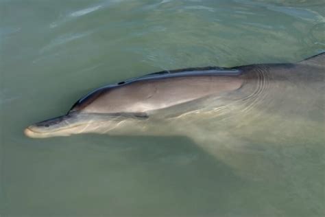 How Do Dolphins Sleep? With One Eye Open