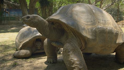 Aldabra Giant Tortoise | RARE: Creatures of the Photo Ark | Official Site | PBS