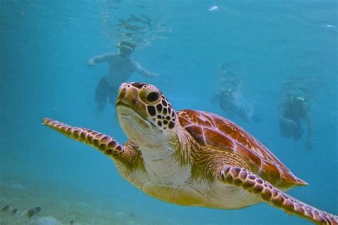 Culebra Island Snorkel & Kayaking Tour | Kayaking Puerto Rico