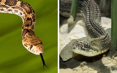 Bull Snake vs Rattlesnake - What is the Difference? - Reptile Jam