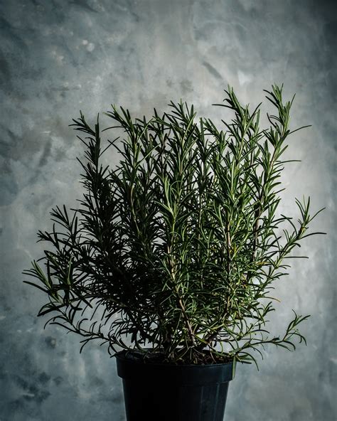 Rosemary Tea: What It’s Good For and How to Brew