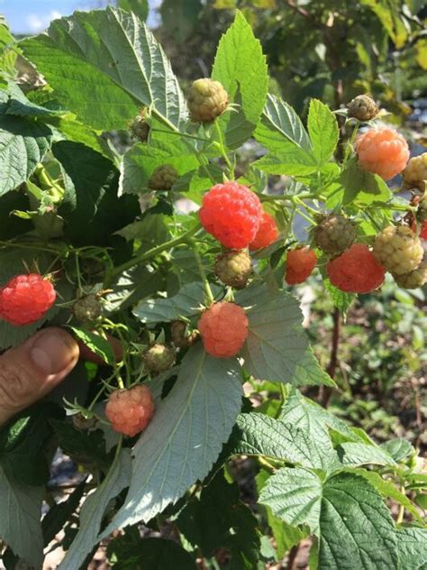 Sunset Primocane Producing Organic Raspberry - Backyard Berry Plants