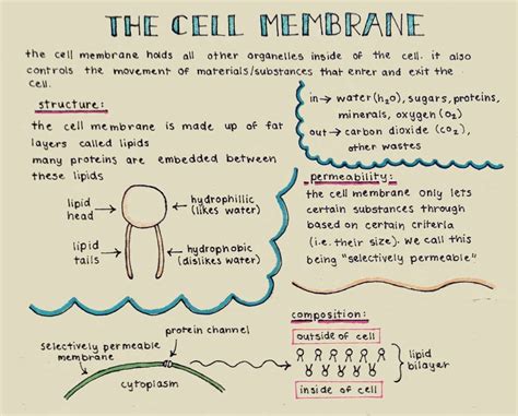 georgistudies: scanned my latest notes on the cell membrane! they’re actually on yellow ...