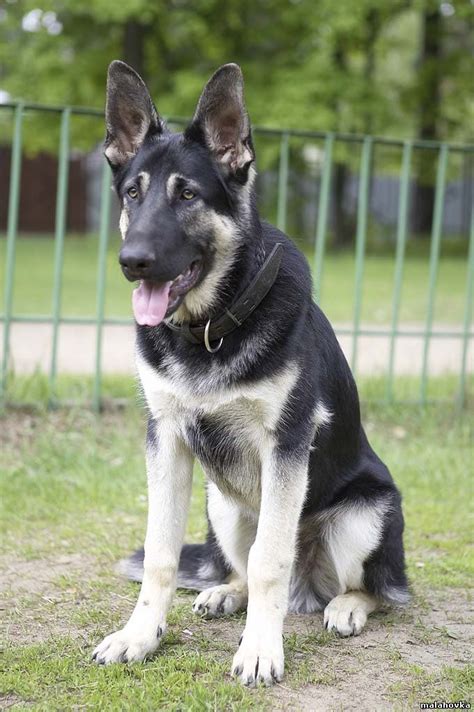 Eastern European shepherd. Basically a German shepherd but much larger ...