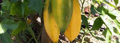 Babaco, Carica pentagona, the champagne fruit. How to plant, grow, pests, diseases, recipes ...