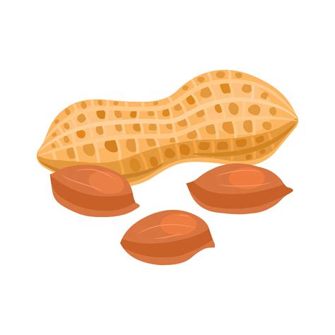 Free Clipart Peanut