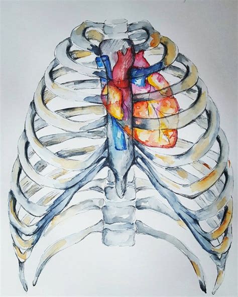 Rib Cage Anatomy Art : Human Rib cage black poster Anatomy Art Anatomical art | Etsy / Dear ...